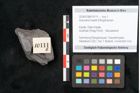 Foto (Objekt + Etikett) von Araucaria haastii Ettingshausen (NHMW-GEO-2024-0188-10111b)